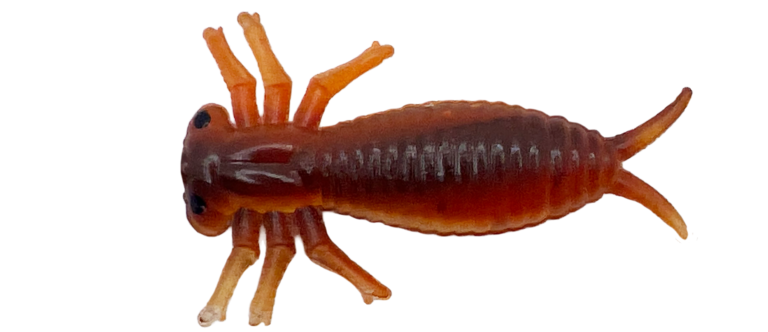 Morbak
