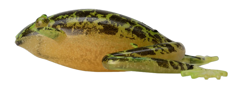 Jelly Katak Combo - 7,6cm