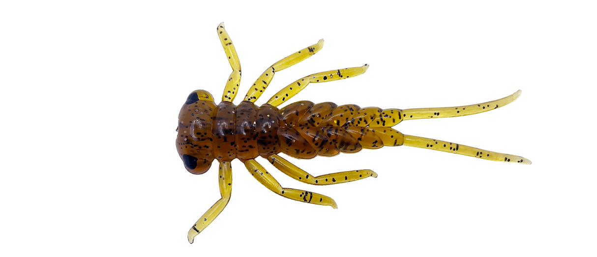 Larva - 3cm