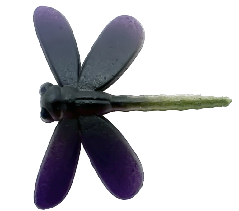 Libellules
