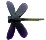 Libellules