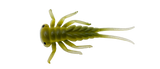 Larva - 3cm