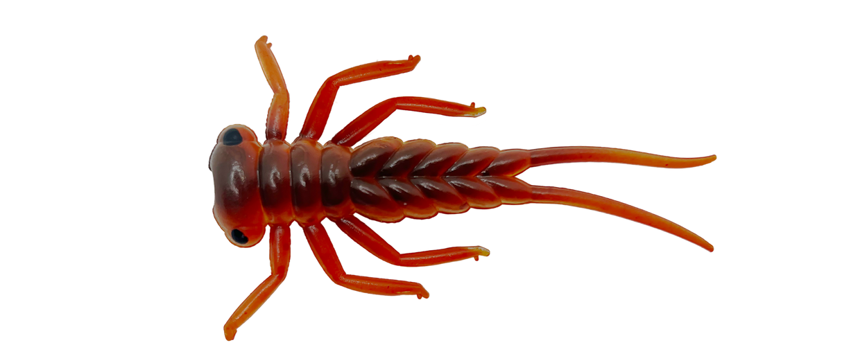 Larva - 3cm