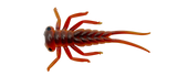 Larva - 3cm