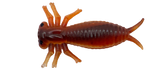 Morbak